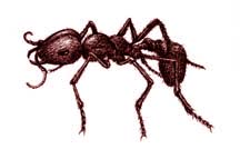 ants, picture of ants