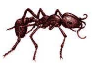 ants, picture of ants