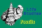 fossils, fossil